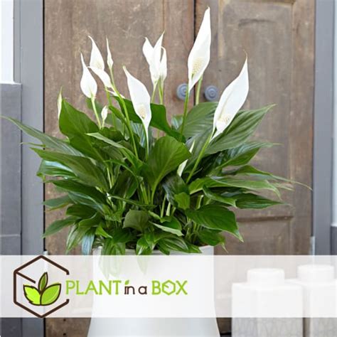 Spathiphyllum Lys De La Paix Set De Pot Cm Hauteur Cm