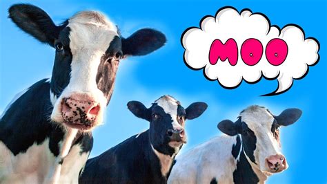 Mooing Cows For Kids Funny Cow Dance Youtube