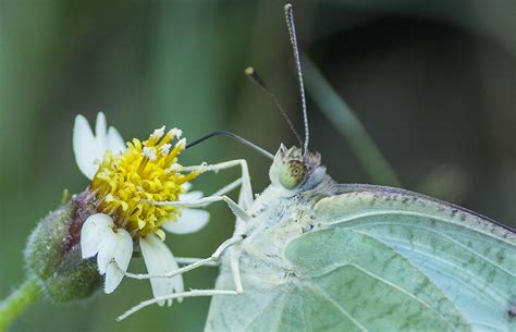 Inseto Borboleta Entomologia Foto Gratuita No Pixabay Pixabay