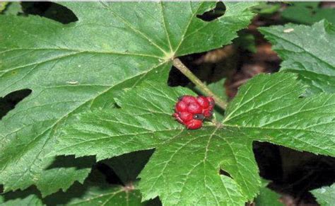 Goldenseal Plant For Sale $4.99 | Buy Medicinal Herbs Online