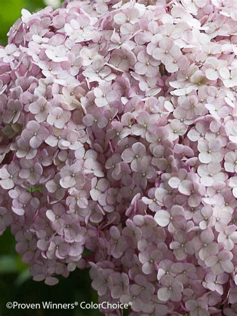 Hydrangea Incrediball Blush Bluestone Perennials