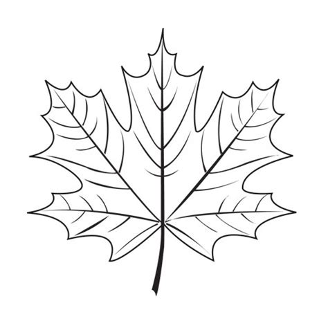 Maple Leaf Line Drawing at PaintingValley.com | Explore collection of ...