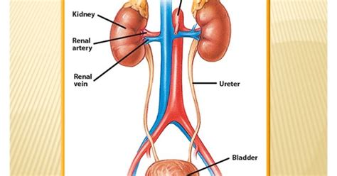 Excretory System Main Organs