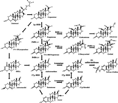 Schematic Representation Of The Steroid Biosynthesis Pathway Download Scientific Diagram