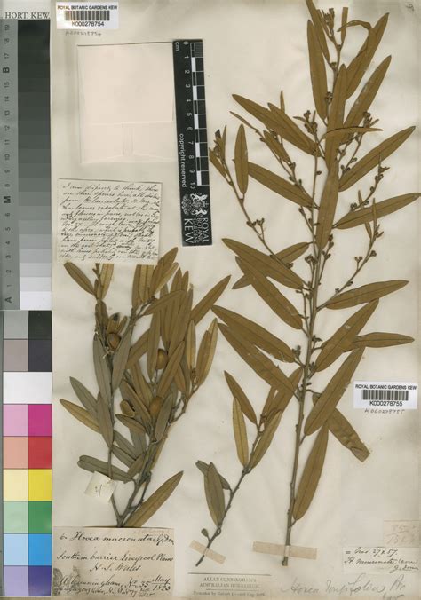 Hovea Lanceolata Sims Plants Of The World Online Kew Science