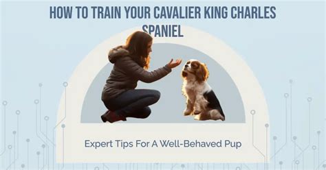 How To Train Cavalier King Charles Spaniel