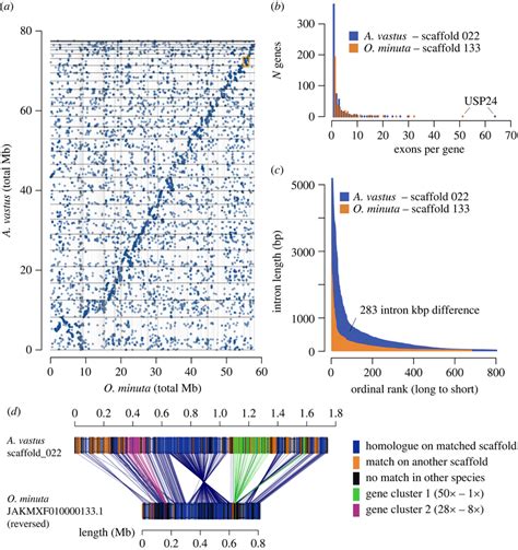 Synteny Between Long Scaffolds A Dot Plot Between The Two Glass