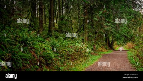 Autumn Season After Raining Very Colourful Minnekhada Park Coquitlam