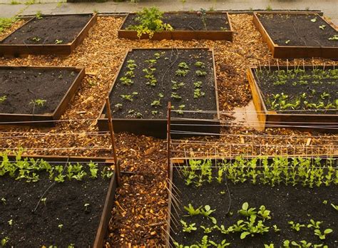 O Que Plantar Na Horta No M S De Janeiro Horta Em Casa