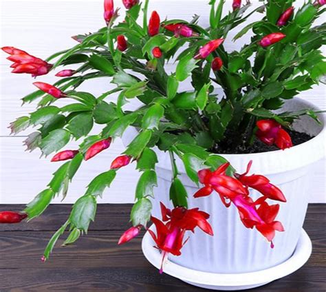 4 Red Holiday Cactus Live Plant Zygo Cactus Schlumbergera Easy To Grow