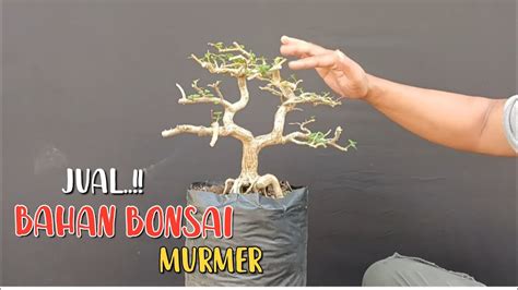 Jual Bahan Bonsai Murmer Youtube