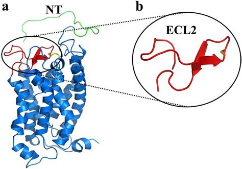 A The Model Structure Of C Ar Illustrating The Probable Structure Of