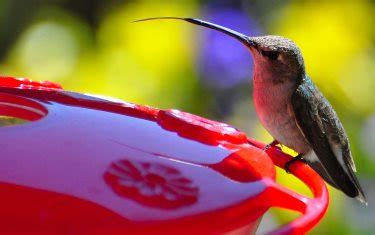 Best Hummingbird Feeders Reviews (2021) Glass, Saucer, Vacuum Tube