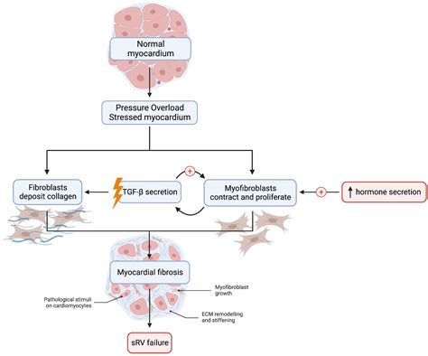 Frontiers Heart Failure In Systemic Right Ventricle Mechanisms And