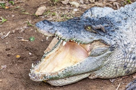 Um Crocodilo A Boca Aberta Foto Premium