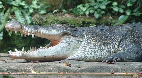 Indo Pacific Crocodile Crocodylus Porosus Singapore Zoo Drew