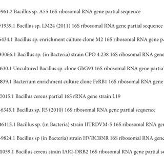 Phylogenetic Tree Indicating The Taxonomic Position Of Bacillus Sp