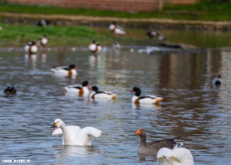 Wildfowl WWT Slimbridge Robert Byers Flickr