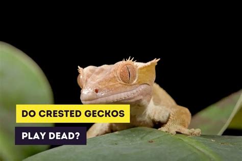 Crested Gecko Diet Guide Feeding Your Crested Gecko