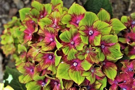 Гортензия Шлосс Вакербарт: описание сорта, посадка и уход + фото