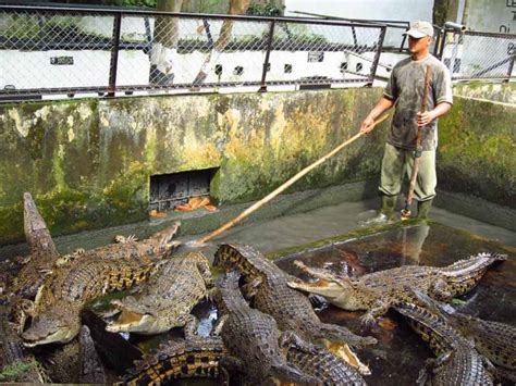 Penangkaran Buaya Asam Kumbang Medan Penangkaran Terbesar Di Asia