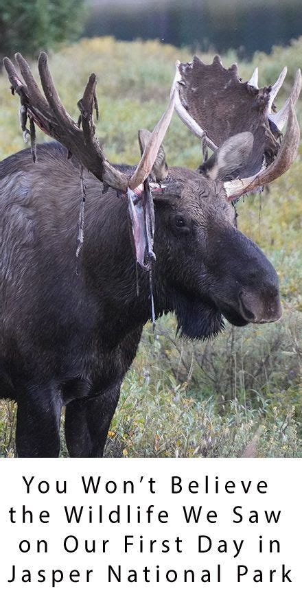 Discover the Astonishing Wildlife of Jasper National Park