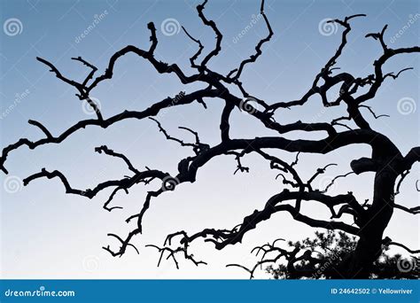 Arbre Sans Feuilles En Hiver Photo Stock Image Du Arbre Horizontal