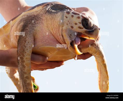 Centre De Sauvetage Des Tortues Banque De Photographies Et Dimages