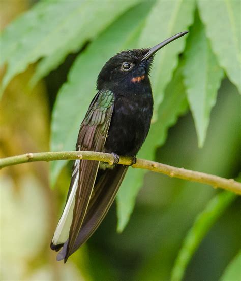 Black Jacobin Florisuga Fusca Trochilidae Trochilinae Flickr