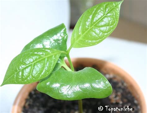 Каликант китайский (Sinocalycanthus) — Форум — Ботаничка