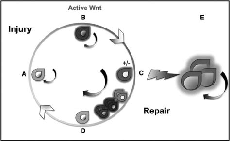 Tissue Homeostasis And Carcinogenesis Through Stem Cell Cycling A