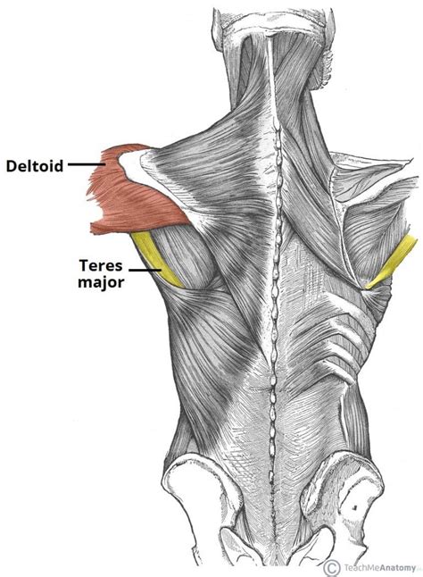 Teres Major Attachments Actions Teachmeanatomy