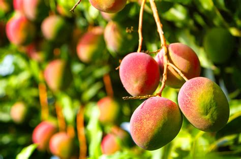 Rboles Frutales Que Deber As Tener En Casa Esta Primavera Grupo Affari