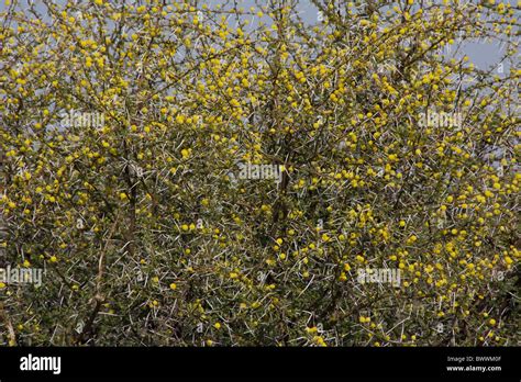 Gum Arabic Hi Res Stock Photography And Images Alamy