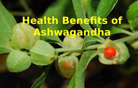 7 Health Benefits Of Ashwagandha Withania Somnifera 2021