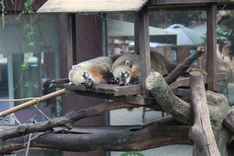 Two Coatimundi Sleeping on a Tree Stock Photo - Image of american, fauna: 248446440