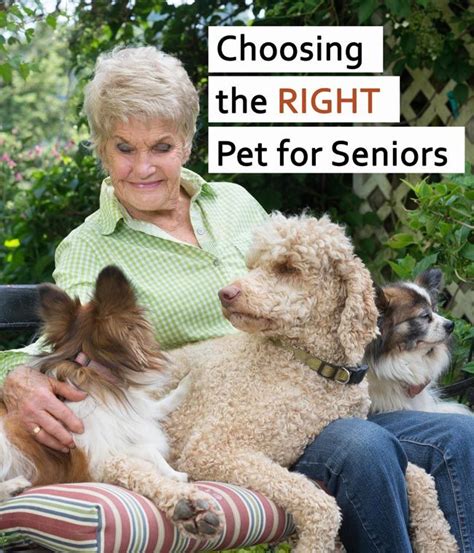 When Choosing A Pet For The Senior In Your Life There Are Several