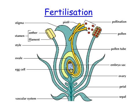 Ppt Flowering Plant Sex Powerpoint Presentation Free Download Id