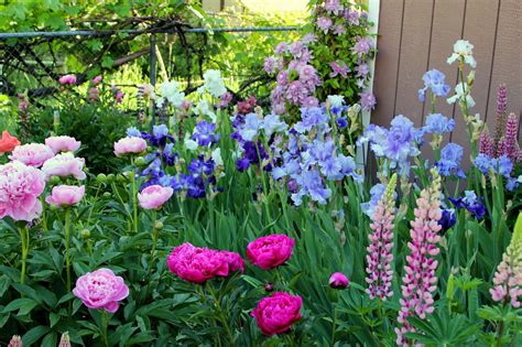 World Of Irises Talking Irises THE BLUE IRIS GARDEN Planting A