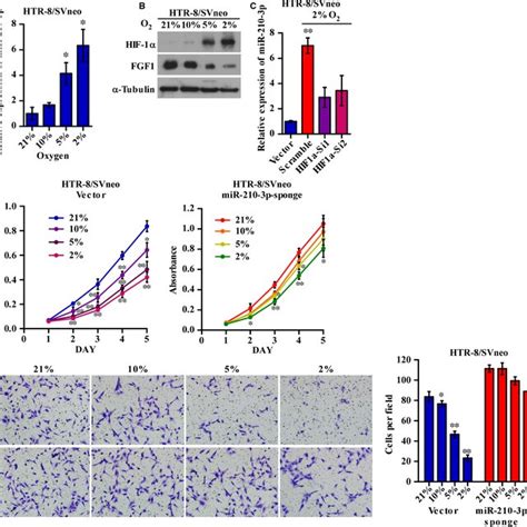 Mir P Inhibited Htr Svneo Cell Proliferation And Invasiveness