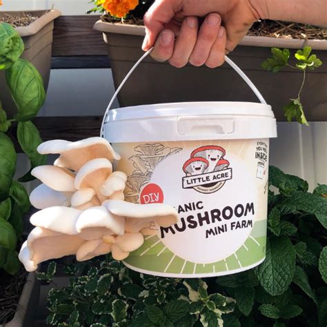 How To Grow Your Own Gourmet Mushrooms Flora And Fauna