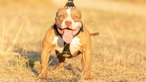 American Bully Caracter Sticas Y Temperamento C Mo Educar A Un Cachorro