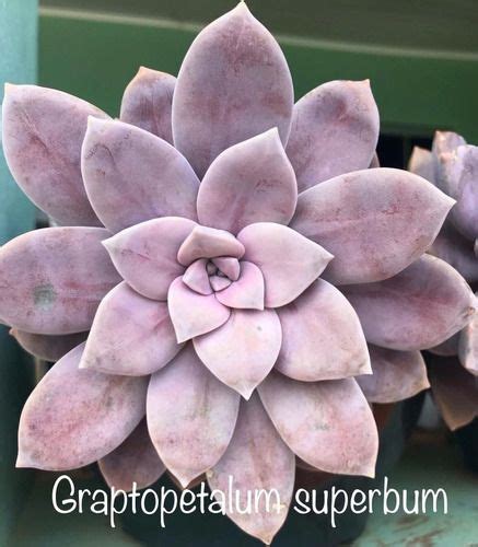 Suculenta Graptopetalum Superbum Cm A Cm R Suculentas