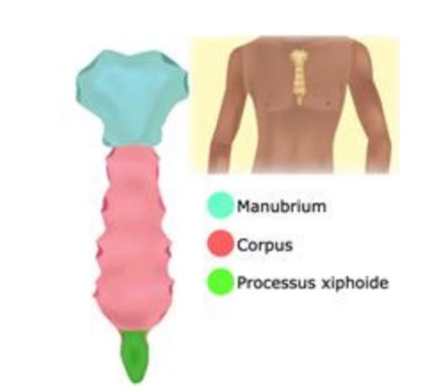 Anatomie Paroi Du Tronc P1 PASS Cartes Quizlet