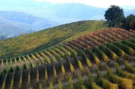 Regione Piemonte Aperto Il Bando Per L Impianto Di Nuovi Vigneti