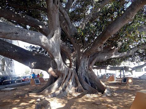 Falsa Seringueira Ficus Elastica Caracter Sticas E Cuidados No