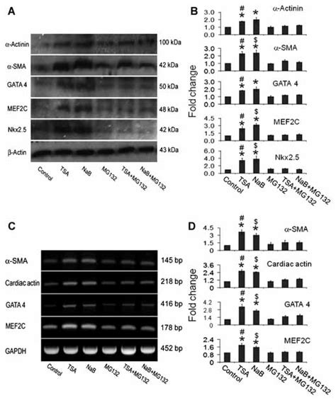 Effect Of Hdac Inhibition On Cardiac Specific Proteins And The