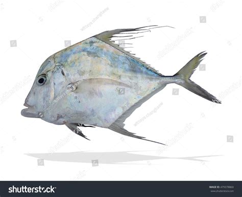 120 Cobbler Fish Images, Stock Photos & Vectors | Shutterstock