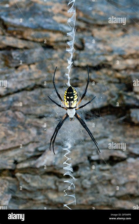 Black And Yellow Garden Spider Argiope Aurantia Spider North Stock