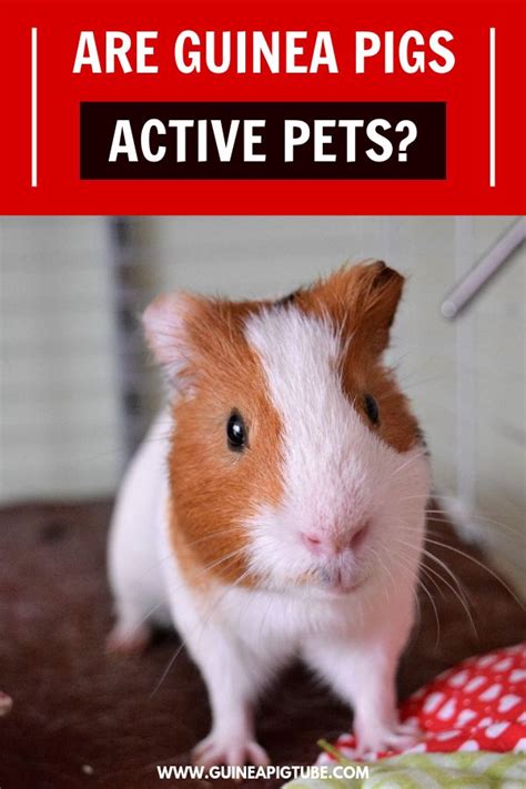 Are Guinea Pigs Active Pets All You Need To Know Guinea Pig Tube